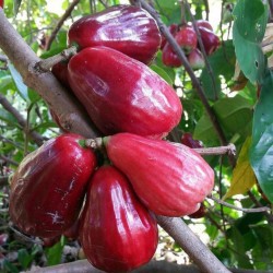 Bibit Buah Buah Jambu Jamaika/Jambu Bol