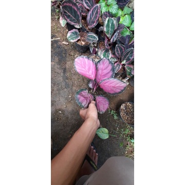 CALATHEA CRIMSON RUMPUN