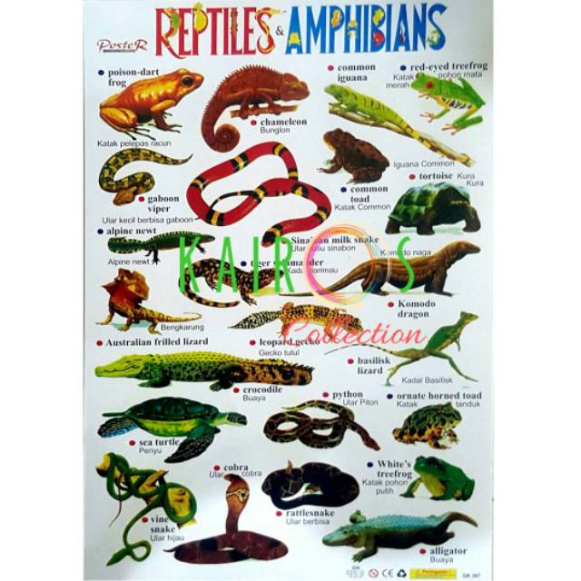 Poster Anak Belajar Binatang Reptil dan Amfibi