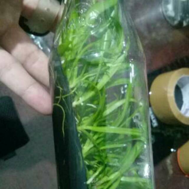 Bibit anggrek Dendrobium anggrek botol anggrek murah bibit bunga orchid