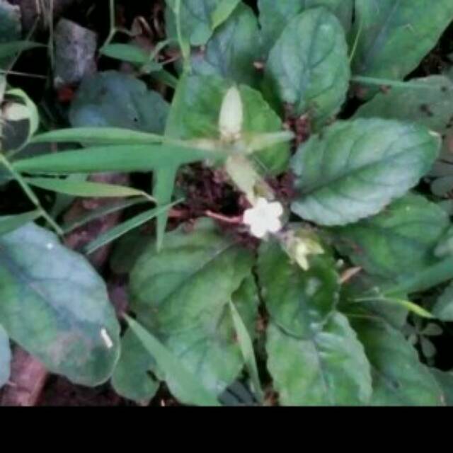 Bibit tanaman gempur batu/obat herbal