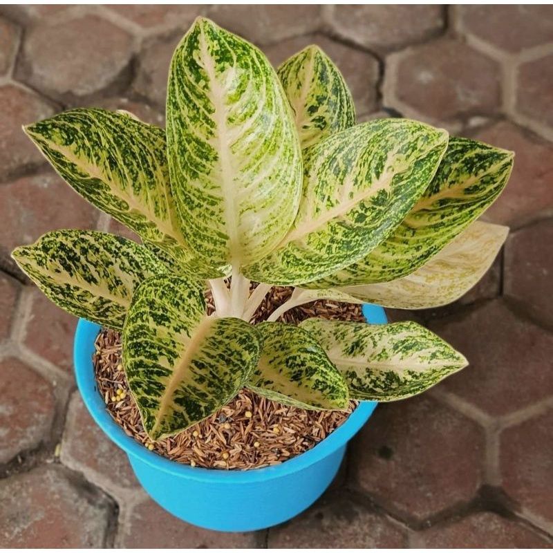 aglonema widuri putih anakan