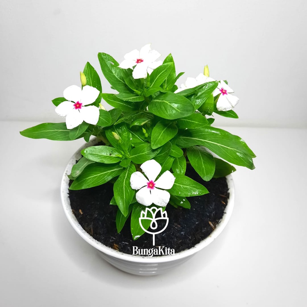 Tanaman Hias Vinca Putih
