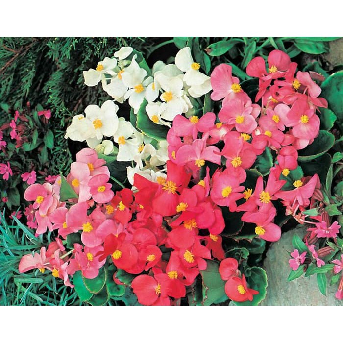 Benih Bibit Biji - Bunga Begonia Summer Rainbow F2 Flower Seeds - IMPORT