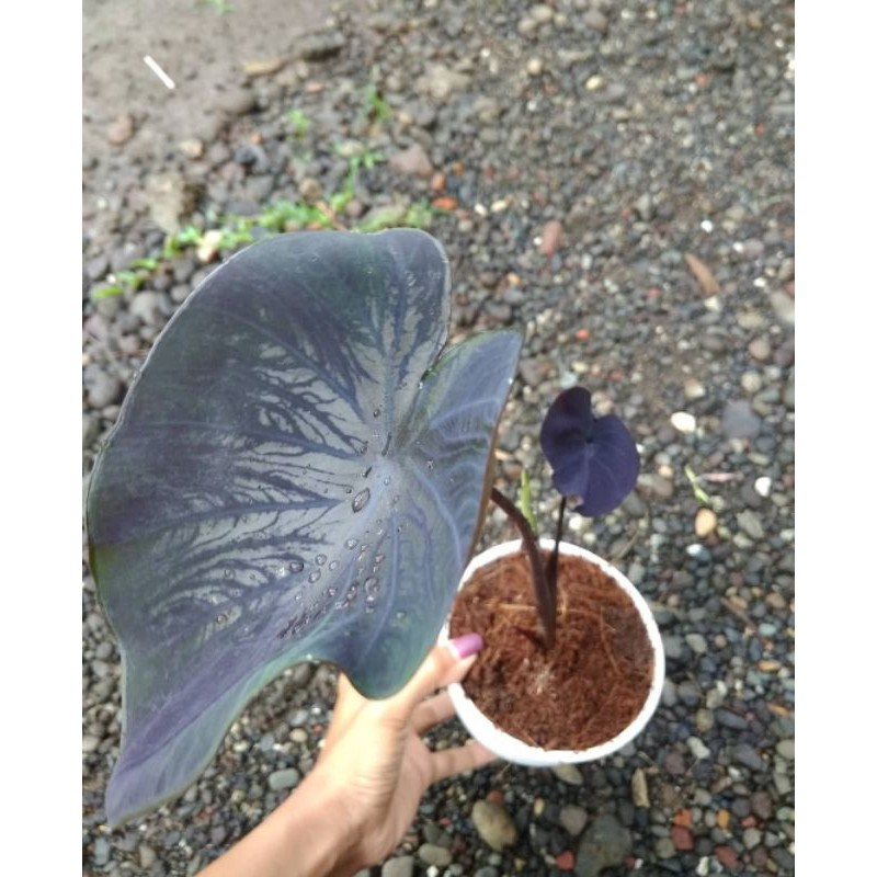 Colocasia Black Coral