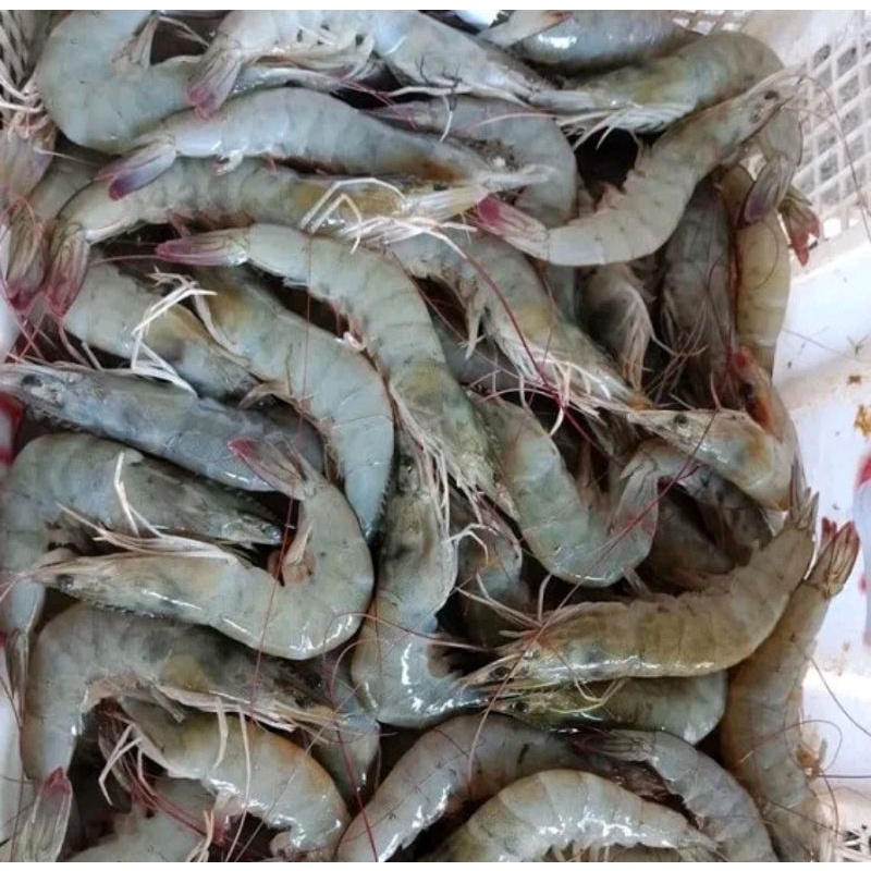 

udang pecii fresh