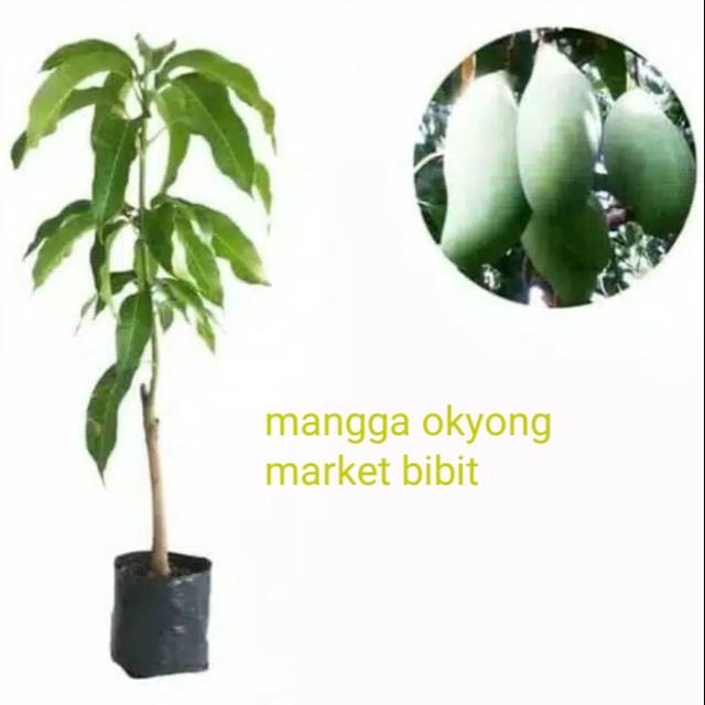 mangga okyong