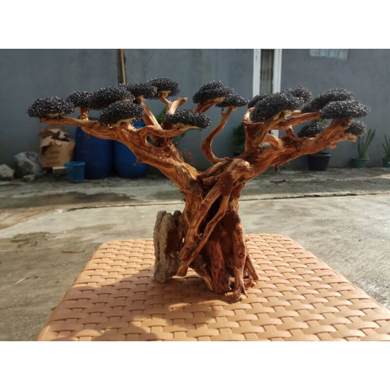 Bonsai Aquascape Beringin