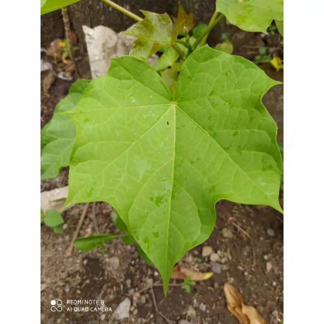 

Daun jarak segar