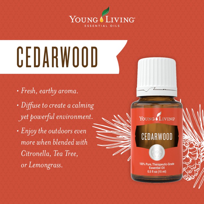 Cedarwood YL ASLI harga distributor