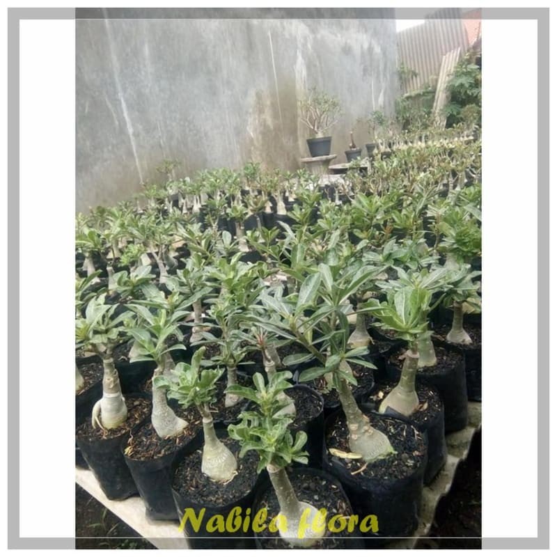 Adenium bunga tumpuk size a cantik bergaransi murah