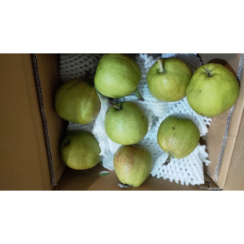 Buah Pir Xianglie Xiangli