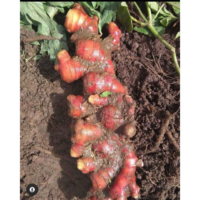 Jahe merah 1kg