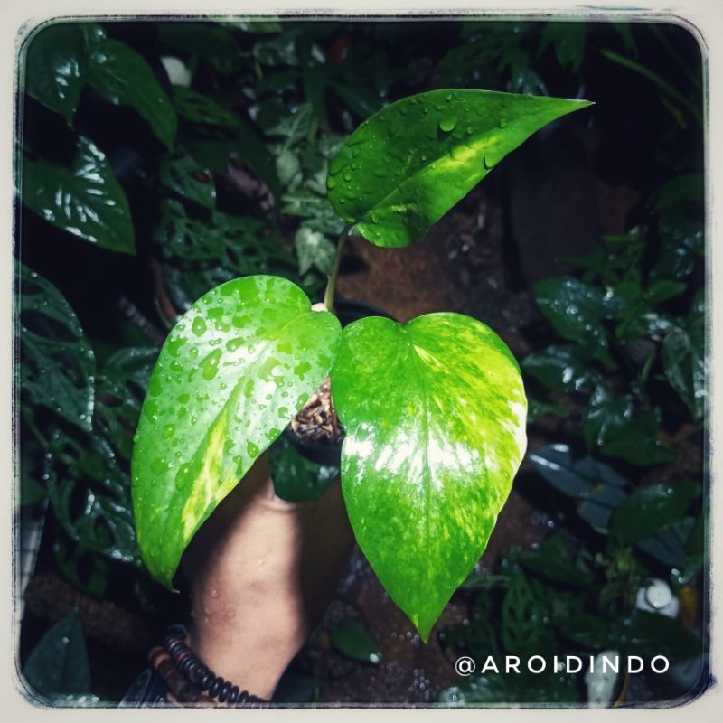 Epipremnum Yellow Variegata