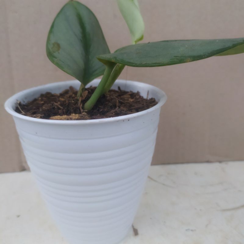 tanaman scindapsus silver scindapsus silver