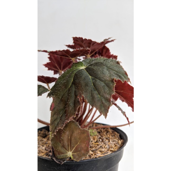 Tanaman Hias Begonia Bintang - Bibot Begonia Bintang