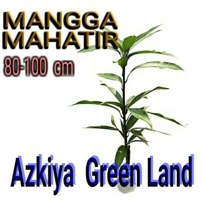 t3rk1ni Bibit Mangga Mahatir, Tinggi :80 -100 cm h0re