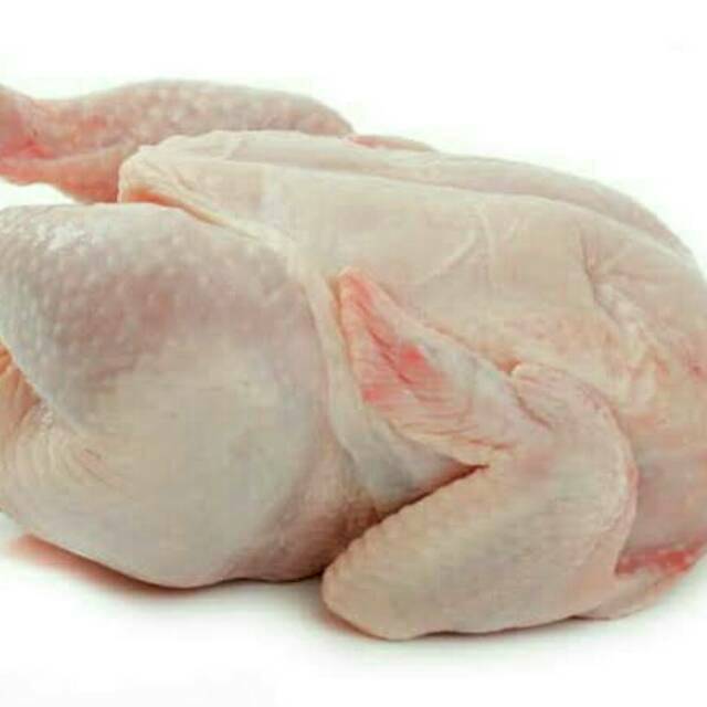 

Ayam broiler