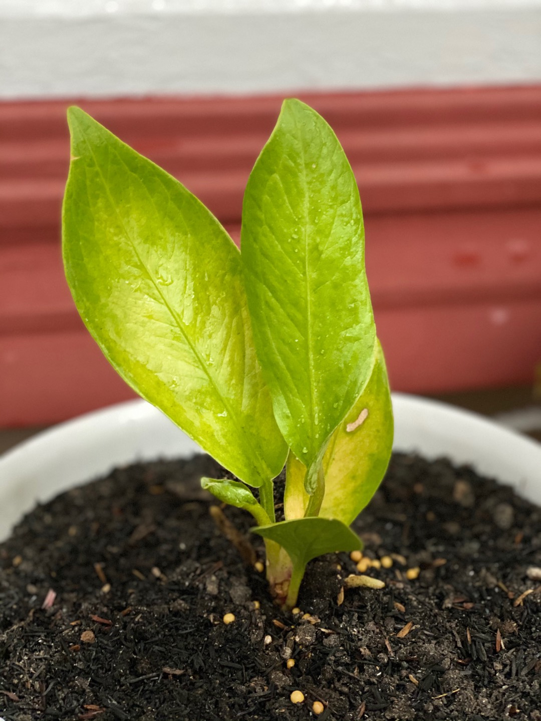 anthurium jemani Eka Shopee Indonesia