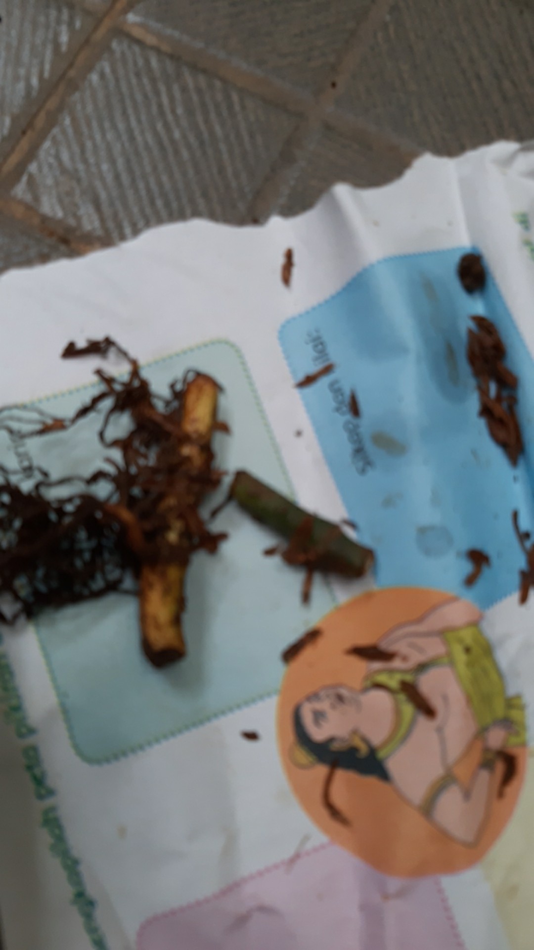 Jual Bonggol Janda Bolong Asli Bukan Tipu2-bonggol Monstera Janda Bolong