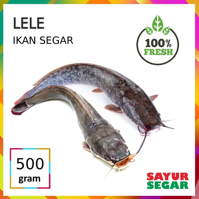 

[CINERE] IKAN LELE [500g]