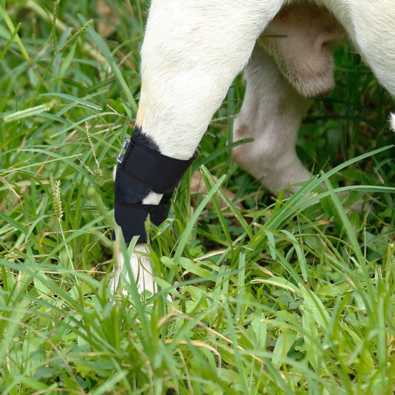 Bantalan Pelindung Siku Kaki Anjing Anti Tendangan Untuk Luka