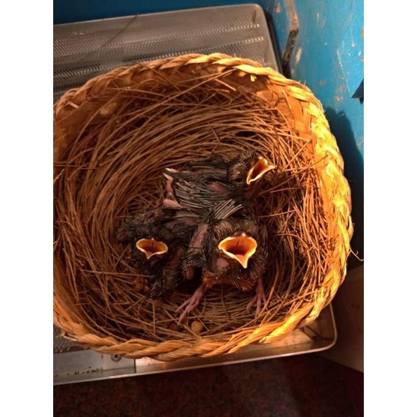 Lolohan Murai Batu Trah Juara