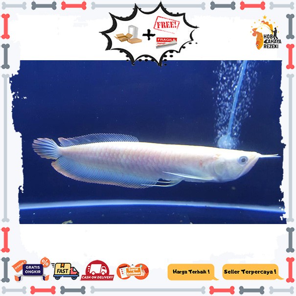 Ikan arwana silver albino