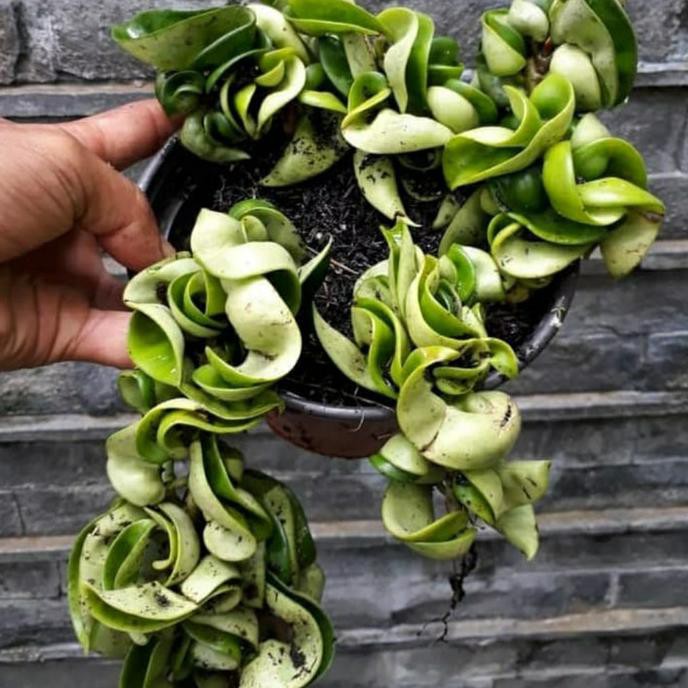 Tanaman Hias Gantung - Hoya Compacta