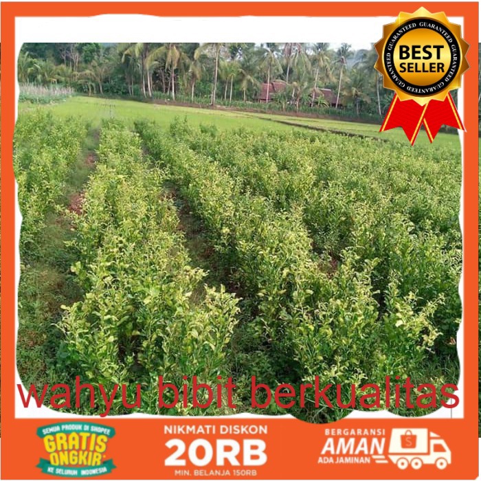 10 Bibit Jeruk Jepang Dekopon Import