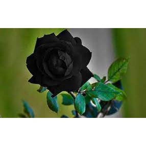 Benih Mawar Hitam Holland Berbunga Indah