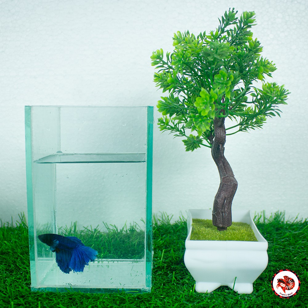 SOLITER 10 X 10 X 15 cm