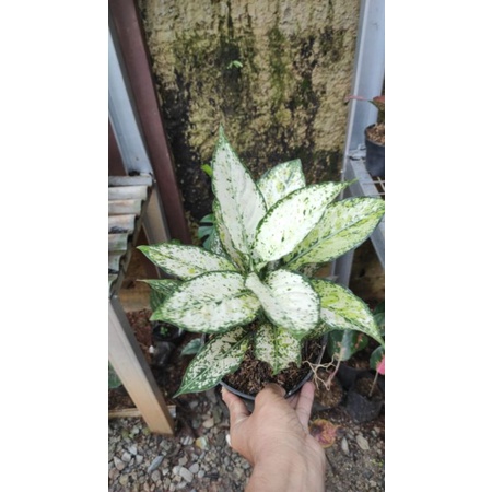 Tanaman hias aglonema snow white siam paragon daun rimbun || tanaman hias snow white siam paragonrea