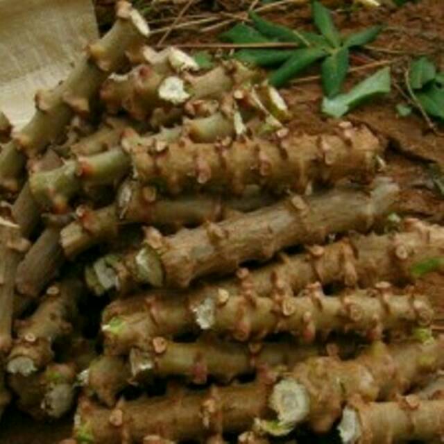 Benih bbit pohon singkong mentega