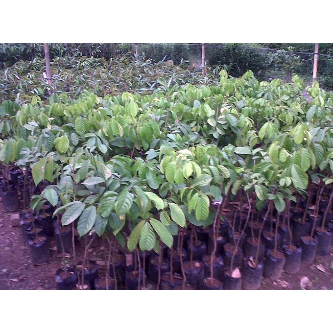 Bibit Duku Tanpa Biji