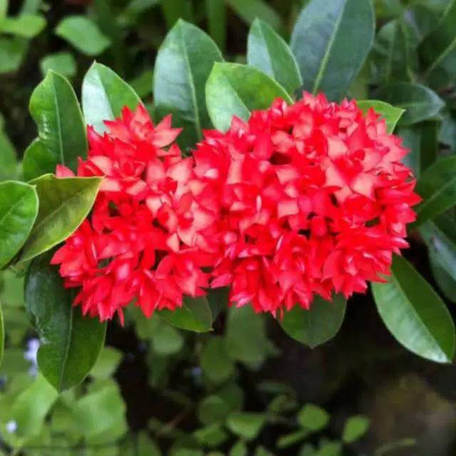 Tanaman hias Asoka besar / bunga Soka India merah