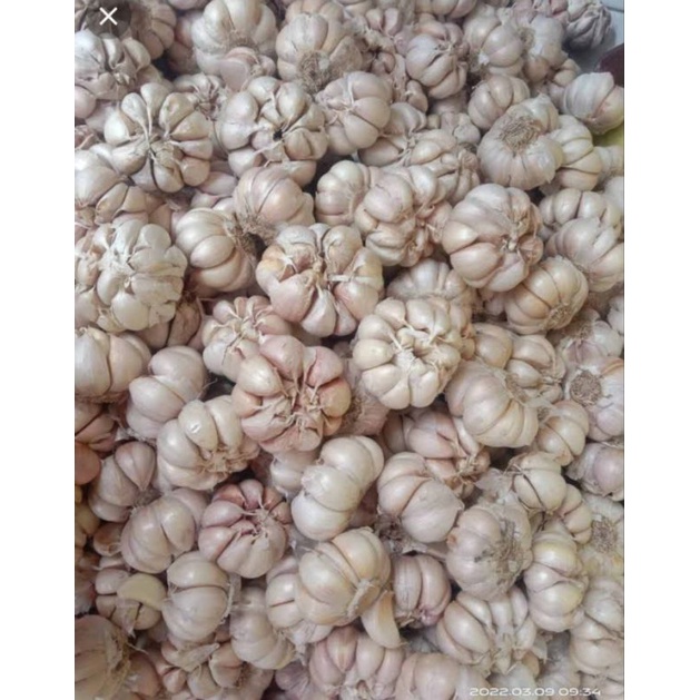

Bawang putih freshbox murah meriah