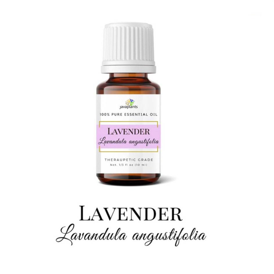 Miliki Minyak Lavender 10 ml Lavender Essential Oil Minyak Atsiri Bunga Lavandula angustifolia