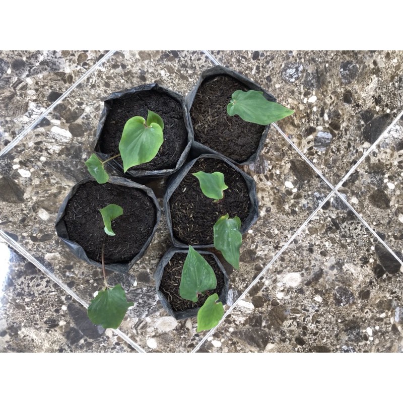 Murah Tanaman Hias Hidup Keladi Wayang | Bunga Keladi Wayang