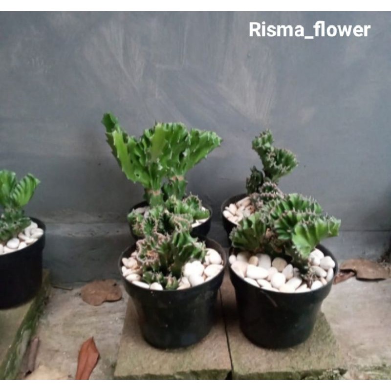 Pohon kaktus karang / tanaman hias kaktus