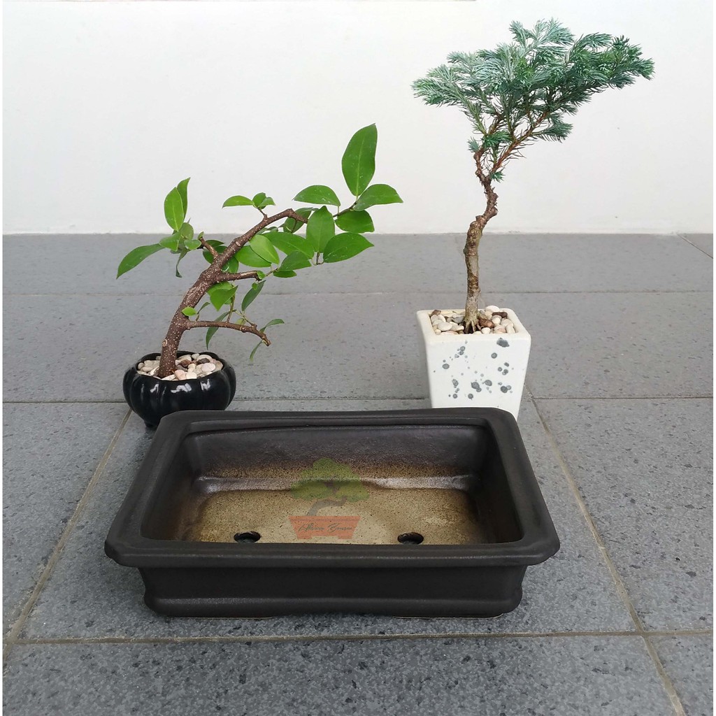 Pot Bonsai Keramik Persegi Panjang Mame Plus Akadama