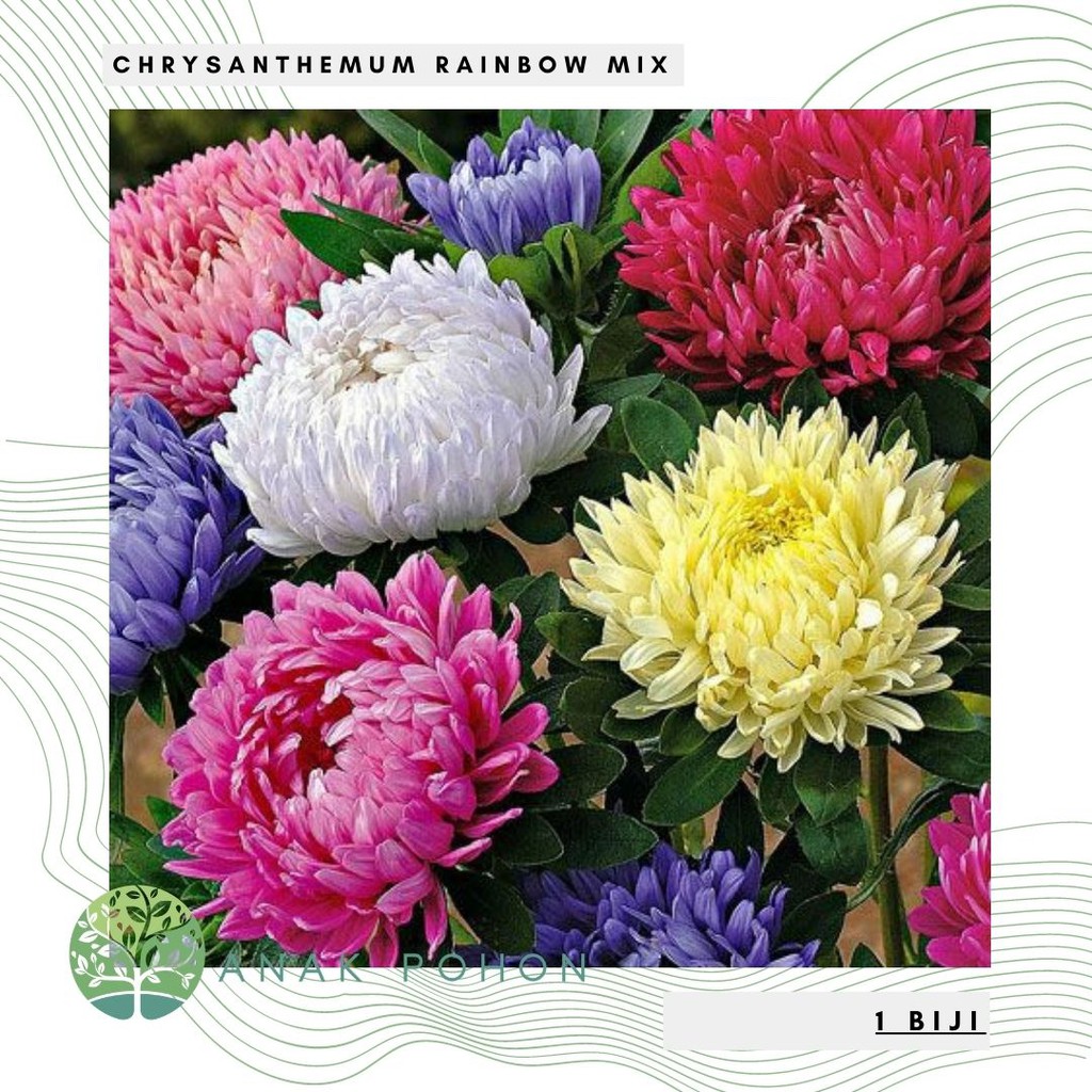 Benih Bibit Biji - Chrysanthemum Rainbow Mix Flower Seeds - IMPORT