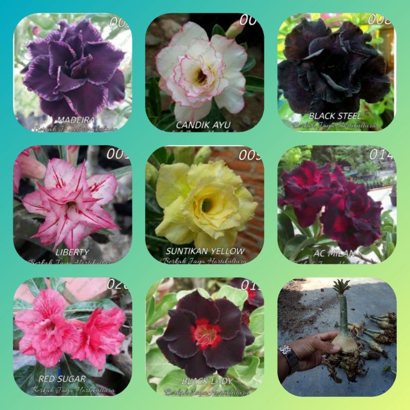

bibit bunga adenium tumpuk1paket 8 jenis