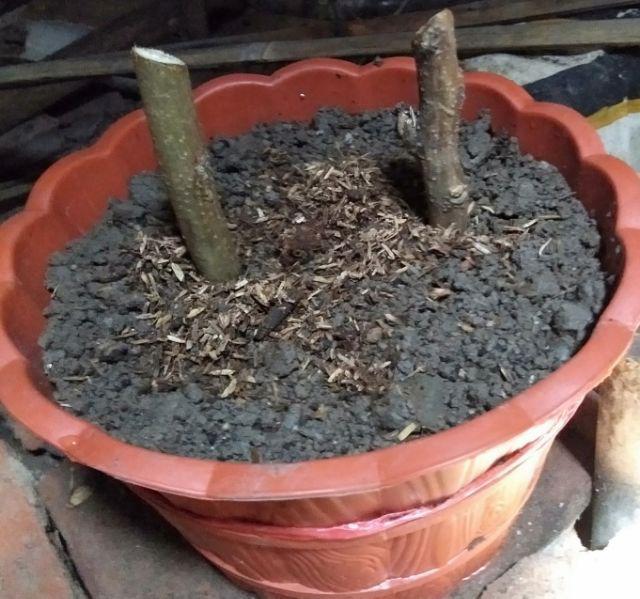 Jual Fres Cutting Pohon Kelor