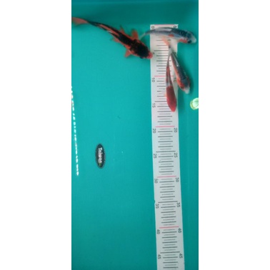 

Ikan Koi Goromo dan Ai Goromo