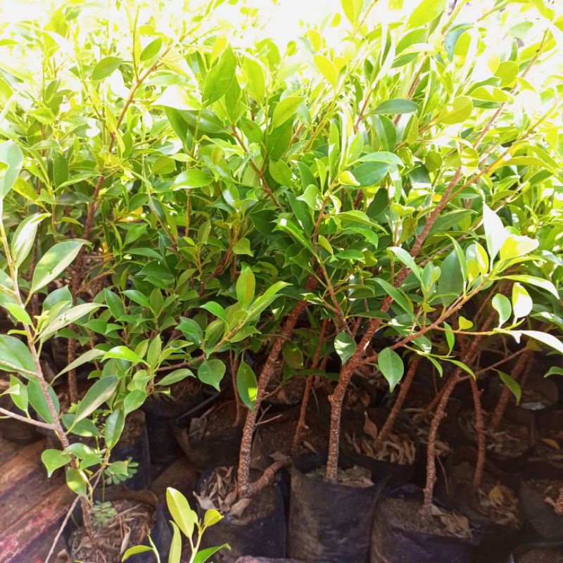 Bibit bonsai ficus Kimeng 30-45cm