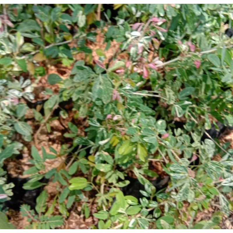 Tanaman asam kranji asam belanda