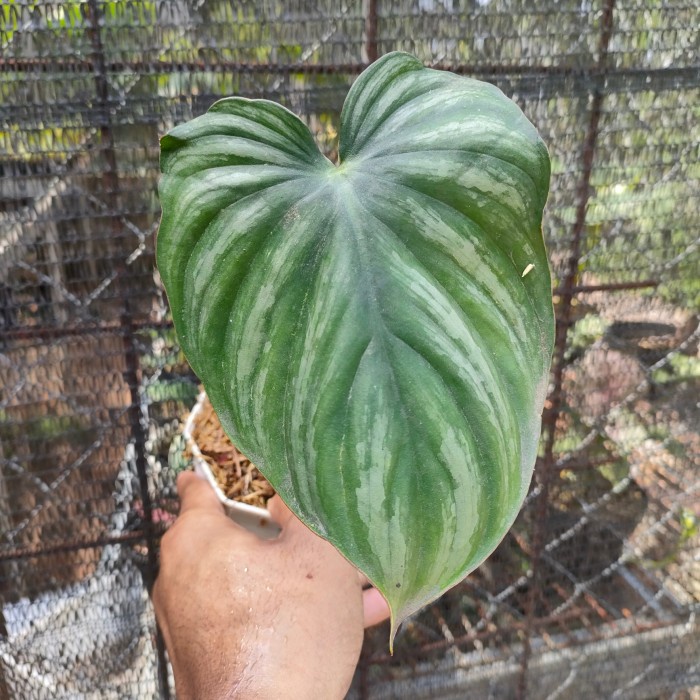 philodendron plowmanii 1 daun
