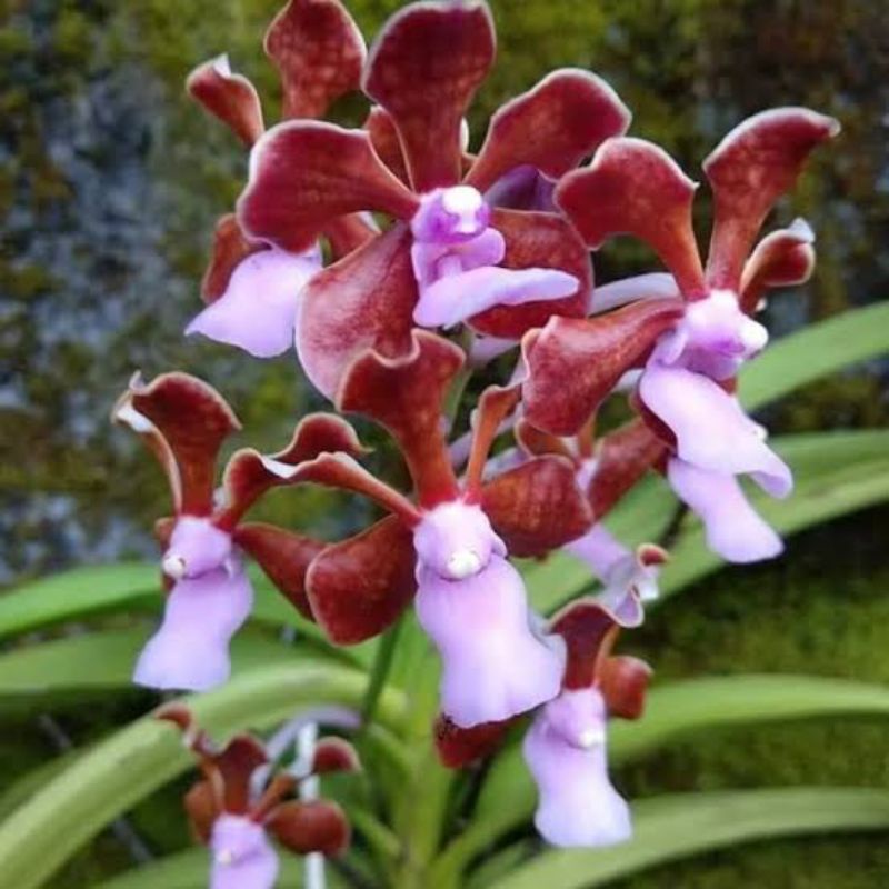 Anggrek Vanda Merah