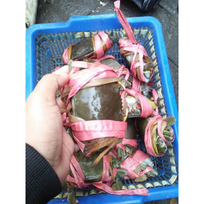 

Kepiting Bakau